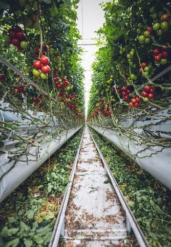 vertical vegetable garden