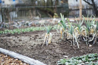 The Best Fall Vegetables To Grow In Your Backyard Garden